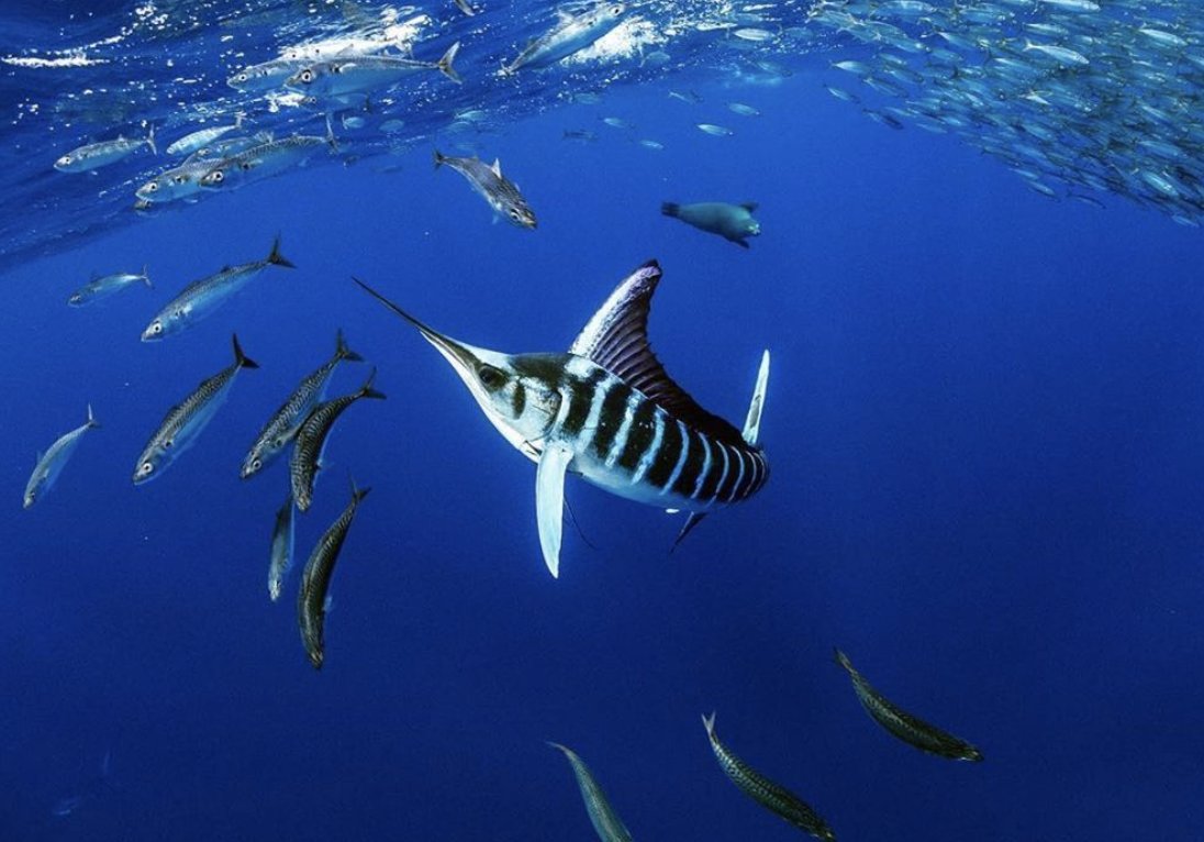 These #stripedmarlin move so fast!! Trying to capture the action even just trying to keep up is quite a challenge! #lovedeveryminute 
#bluelifewild on a #savethemarlin #citizenscience #expedition with <a href="/NakaweProject/">Nakawe Project</a> #nakawexperiences #diveninjas #SaveTheMarlin
#magdalenabay