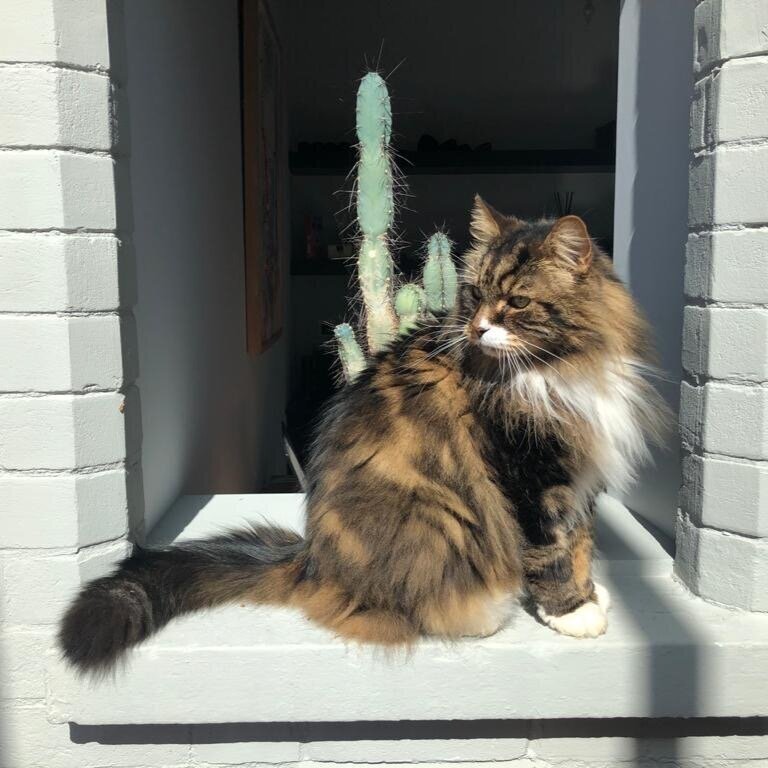 FelineFriendsUK's tweet image. Great news. The following cats have been rehomed: 
Barney #FIVcat, Butch &amp;amp; Boots, Evie, Rick and Missy have been reserved. #rescuecats