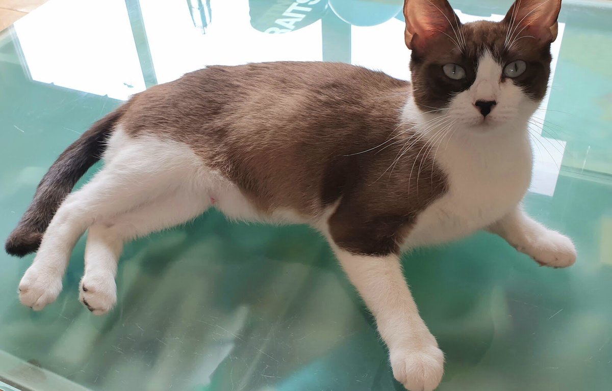 FelineFriendsUK's tweet image. Great news. The following cats have been rehomed: 
Barney #FIVcat, Butch &amp;amp; Boots, Evie, Rick and Missy have been reserved. #rescuecats