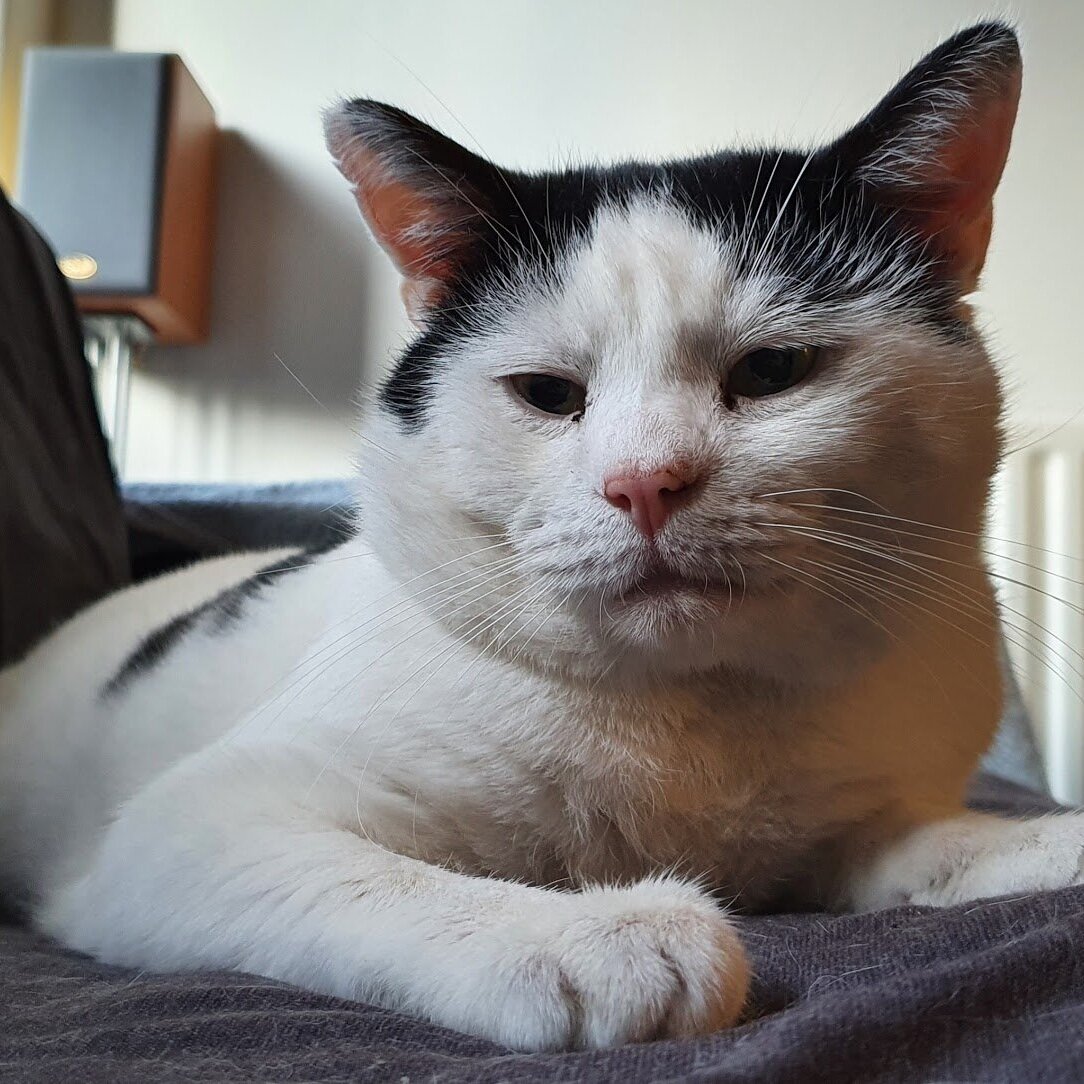 FelineFriendsUK's tweet image. Great news. The following cats have been rehomed: 
Barney #FIVcat, Butch &amp;amp; Boots, Evie, Rick and Missy have been reserved. #rescuecats