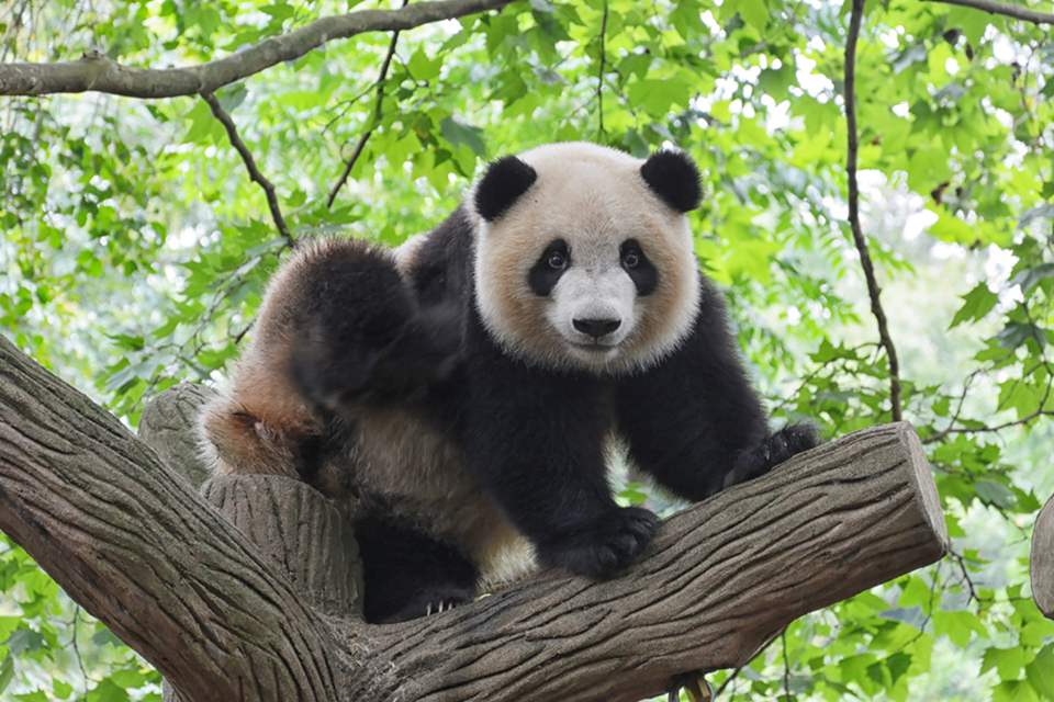 china_unbound's tweet photo. “nǐ hǎoma?” (How are you?)

“wǒhěnhǎo, xièxie, Nǐne” (I am fine, thank you. And you?)

This is how you start a conversation in Mandarin, how simple is that?  

Download our free Survival Mandarin Phrase Videos, which include 45 survival phrases https://t.co/JzDScWUtvy https://t.co/oK5eBAtk6G