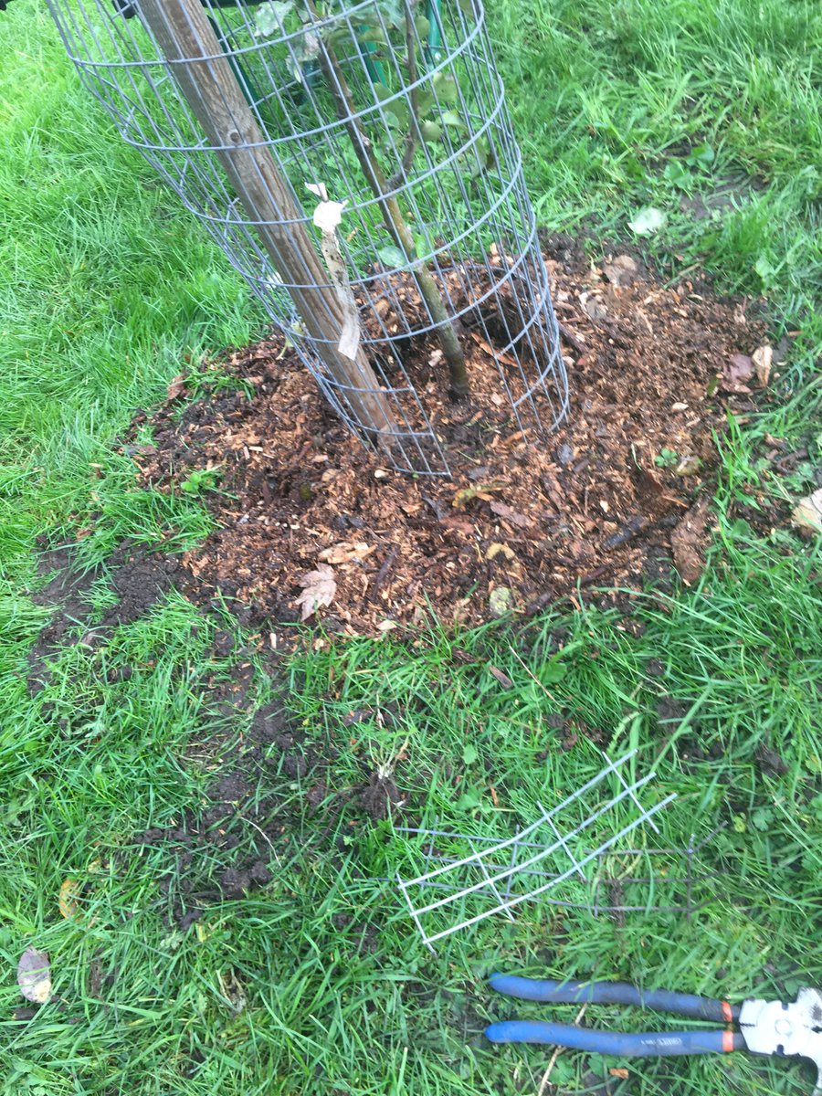 Giving our ailing apple trees some TLC 

Great to be applying skills and knowledge inspired by <a href="/treeruss/">russell miller</a> and <a href="/TM_Hackney/">Tree Musketeers</a> - which we hope will yeild fruit for future generations!