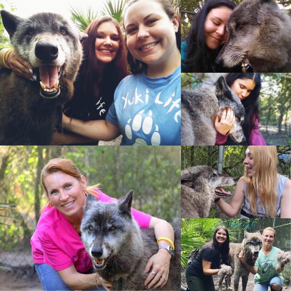 ShyWolfSanct's tweet photo. We have some very sad news to share about our beloved wolfdog, Yuki.
He was loved by millions all over the world🖤
#rip #RestInPeaceYuki #wolfdog #weloveyou https://t.co/fnZSAHhi1f