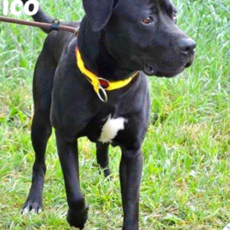 NWDogRescue's tweet photo. Please RT my details and help me find a new furever home.  
https://t.co/LDxN3u2Z5m https://t.co/tq40EGTFpM