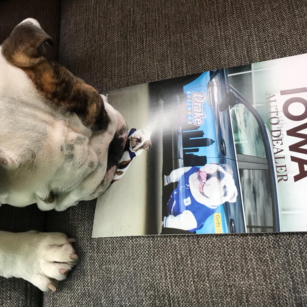 DrakeUGriff's tweet image. I’ve been waiting for this issue of @IowaADA to come out! I am officially a cover-dog. (Excuse me while I mark that off my bucket list w/ a big✔️.) Great article about my partnership w/ @vwdesmoines too! We go together like peanut butter and jelly! #Griffmobile @DrakeUniversity