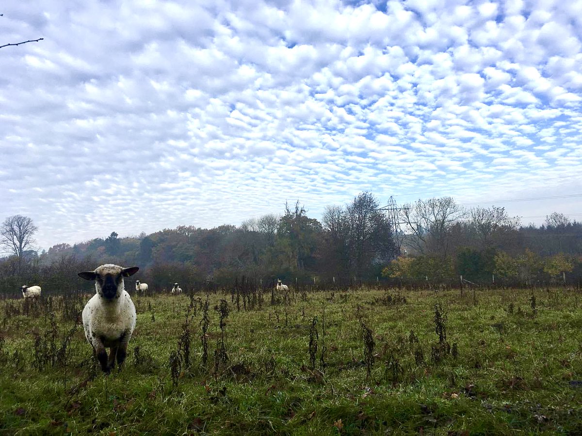 Beautiful sky over the museum #Chilterns #Sheep