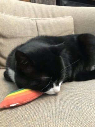 4. Soft power works. It was great fun to run Palmerston’s Twitter: a chance to showcase the modern, diverse and funny side of the office. And visitors from all over the world would stop at our office hoping to see a glimpse of him