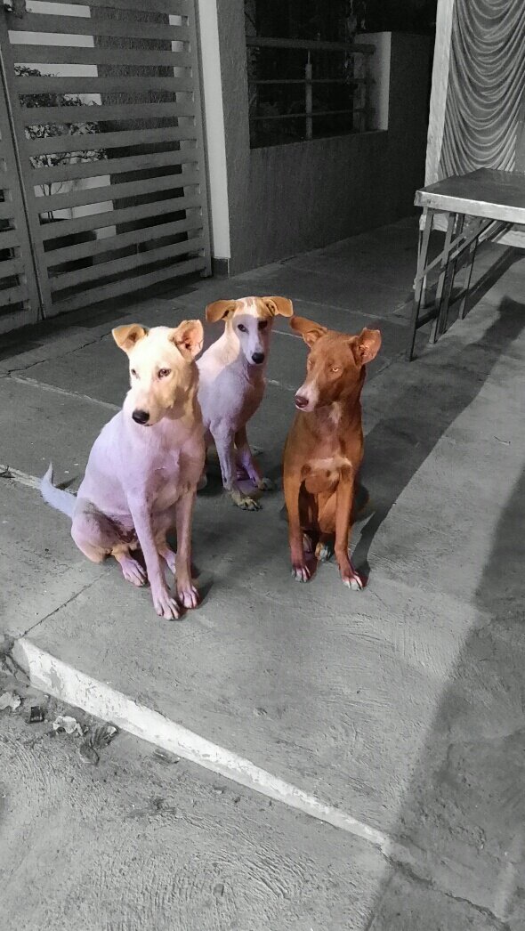 SnehaSRao1623's tweet photo. 3 Musketeers
#Old_click https://t.co/ehi8e8VweV