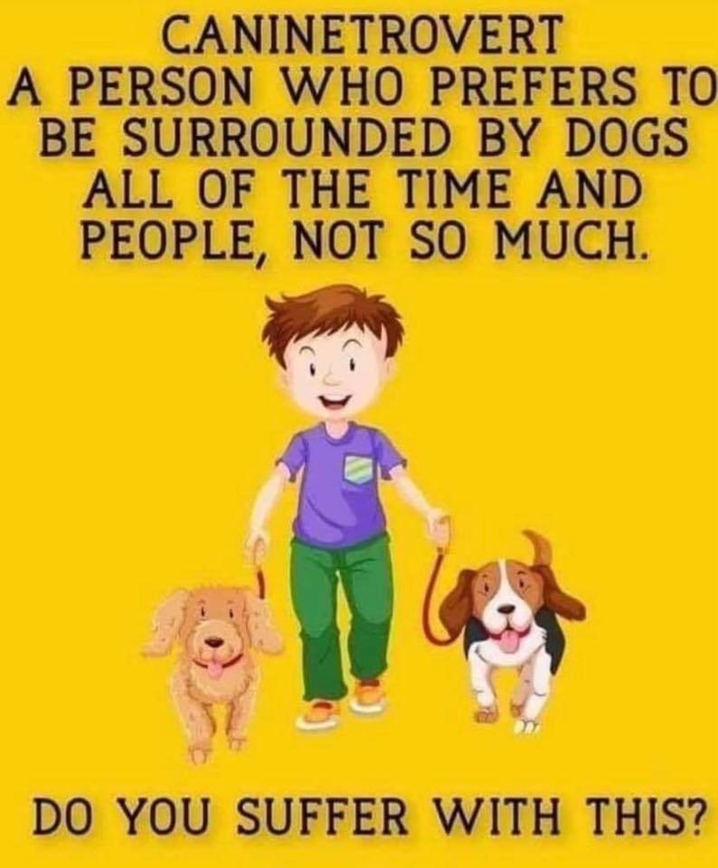 PeachyKeenBean7's tweet image. @ChrisEvans don't you feel seen by this? 😘🐶🐶
#Caninetrovert
