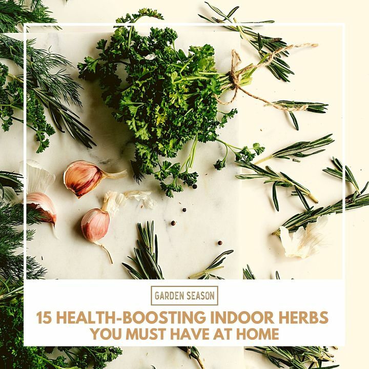 Back then, when gardeners didn’t use to be stubborn, people had to wait until spring for their dose of healthy greens. Thanks to indoor gardening, organic herbs and vegetables can be available in winter. Without further ado, here are the indoor herbs and… bit.ly/indoor-herbs-h…