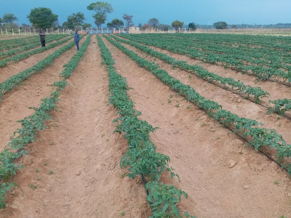 ChiparaJohn's tweet photo. #rimasomething @PhiriDivah @quadfresh @wenceslous7 @onias_mlambo @Charterseeds @WendyMadzura @basera_john  star 9009 chamboko chewaya https://t.co/y7h1kegRBs