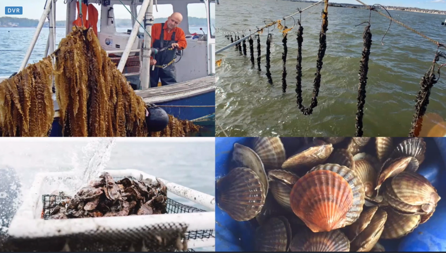 Farming sessile marine organisms, such as kelp, scallops, oysters, clams and mussels, can be a very sustainable form of food production @GreenWaveOrg aims to train 10,000 ocean farmers by 2030, helping vulnerable people first https://www.greenwave.org/ 