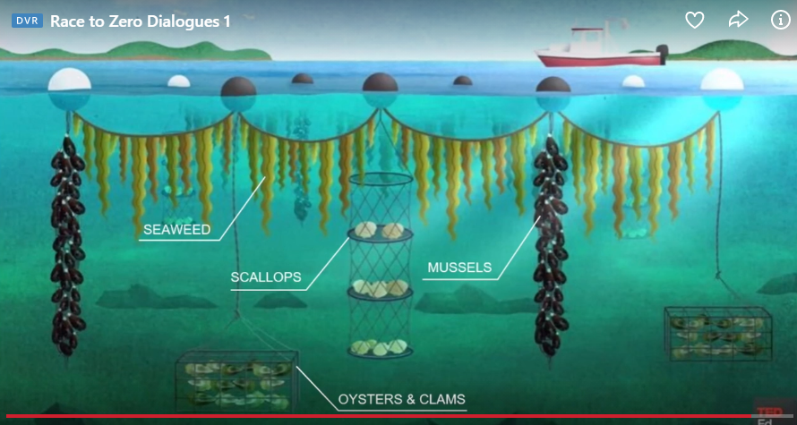 Farming sessile marine organisms, such as kelp, scallops, oysters, clams and mussels, can be a very sustainable form of food production @GreenWaveOrg aims to train 10,000 ocean farmers by 2030, helping vulnerable people first https://www.greenwave.org/&nbsp;