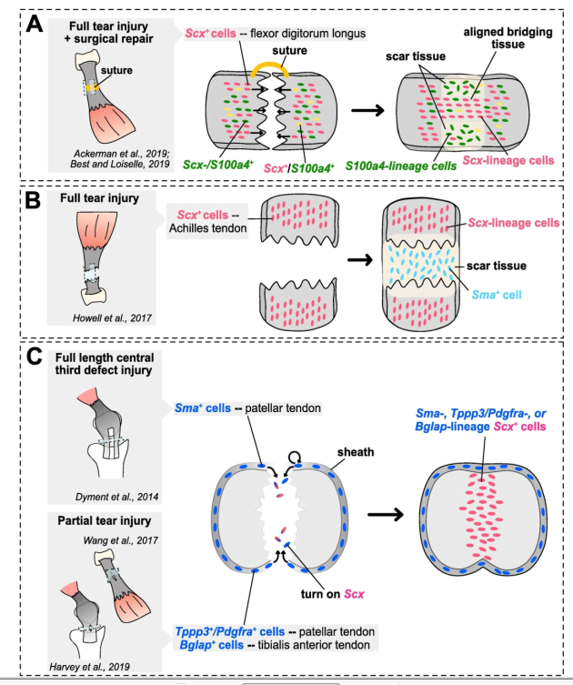 PhysioMeScience's tweet photo. Bringing tendon biology to heel: Leveraging mechanisms of tendon development, healing, and regeneration to advance therapeutic strategies
https://t.co/aULfK9kpvz https://t.co/XvCVC9Bk7y