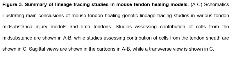 PhysioMeScience's tweet photo. Bringing tendon biology to heel: Leveraging mechanisms of tendon development, healing, and regeneration to advance therapeutic strategies
https://t.co/aULfK9kpvz https://t.co/XvCVC9Bk7y