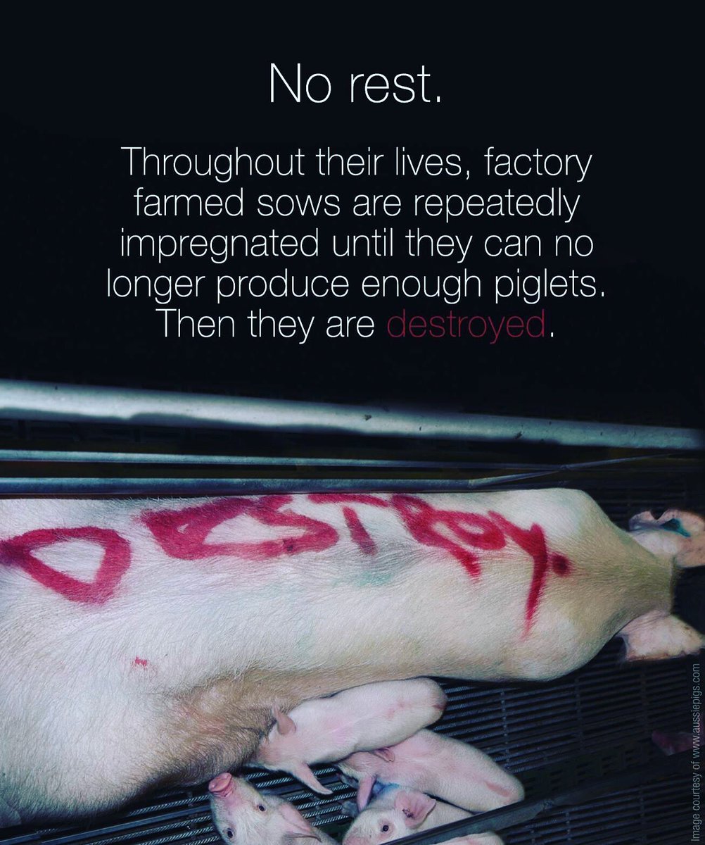 AnimalsInnocent's tweet image. Mother pigs on factory farms are trapped in a cycle of suffering.
⠀
For a sow, she can be confined to a small cage barely bigger than her body throughout her entire pregnancy. 

Continue on the link below:
⠀
#humanssuck
#humansreallysuck
⠀
Source: instagram.com/p/CHgA5B9HRHg/…