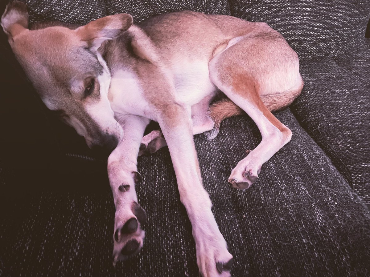 Nach einem langen Tag muss jetzt erst mal ausgeruht werden ❤️ 

Dürfen eure Vierbeiner auch auf die Couch und ins Bett? :)
