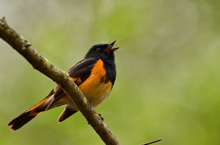 Super qualifier #animals weekly free #photocontest by Michelle Nyss votoart.com/user_photo.php… <a href="/votoart/">VotoArt Photography</a> #photography