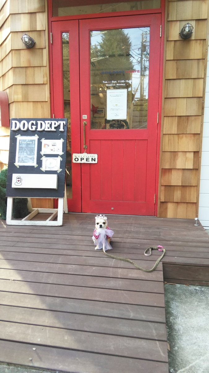 shinobu0707's tweet photo. 3年前、私の元に舞い降りてきてくれた小さな小さな天使。11月12日は愛犬まーやの3回目のお迎え記念日でした
#愛犬 #チワワ #スムースコートチワワ #チワワとの暮らし #ちわわ大好き #犬のいる幸せ #dog #chihuahua #chihuahualife #smoothcoat #DogLover #doglife https://t.co/ES9vPjg1H2