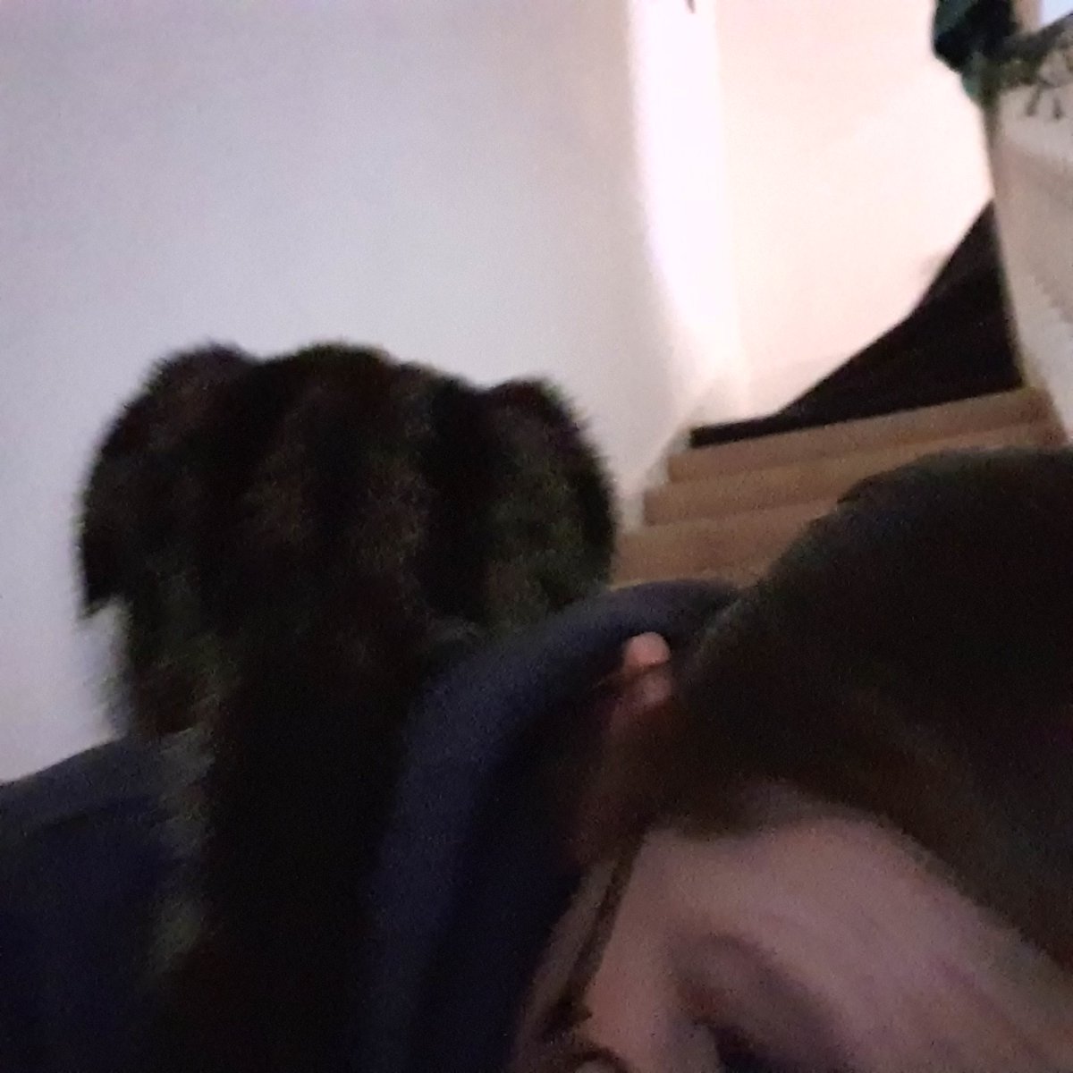 LunaMarley3's tweet photo. Mum is home from work! So happy I climbed all over her 😻😹💞🐾 #MumsHome #happy #CatsOfTwitter #catsofinstagram #CutenessOverload #kitten #cat  #CatsOfTheQuarantine #Caturday #cats #cute #CuteCats #pets #catstagram #FluffyThursday https://t.co/u58VnCU3Sb