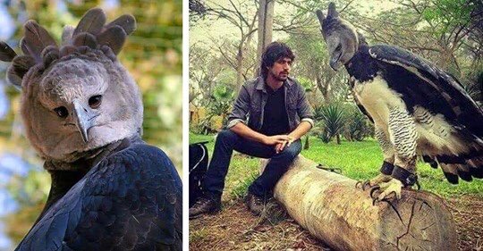 Gaia Force Tv ღ こいつヤバない