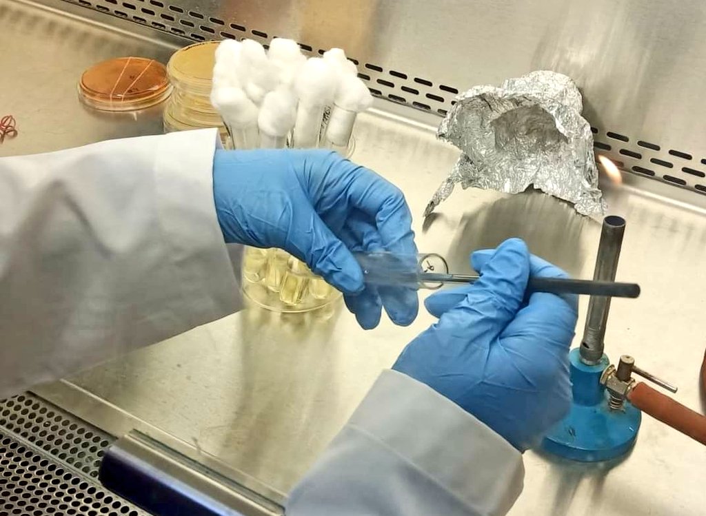 SanjitaPanigra2's tweet image. Diary Microbes.
#labdiaries