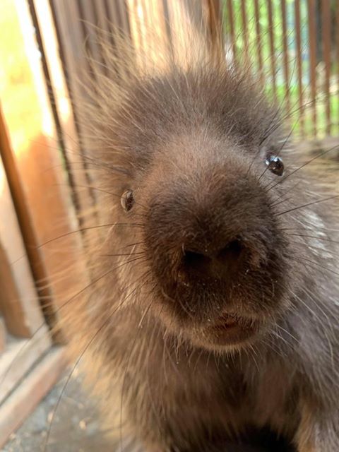 akwildlife's tweet photo. Looking for an awesome job surrounded by some of the cutest animals around? Apply to work at AWCC! Visit the link to learn more: https://t.co/bIKZ3qMu3d
PC of Baby Ruth: A. Blackwell
#Alaska #jobalert #jobs #jobsearch #jobvacancy #hiring #nonprofitjobs #anchorage #Anchoragelife https://t.co/dVE9b7DODK