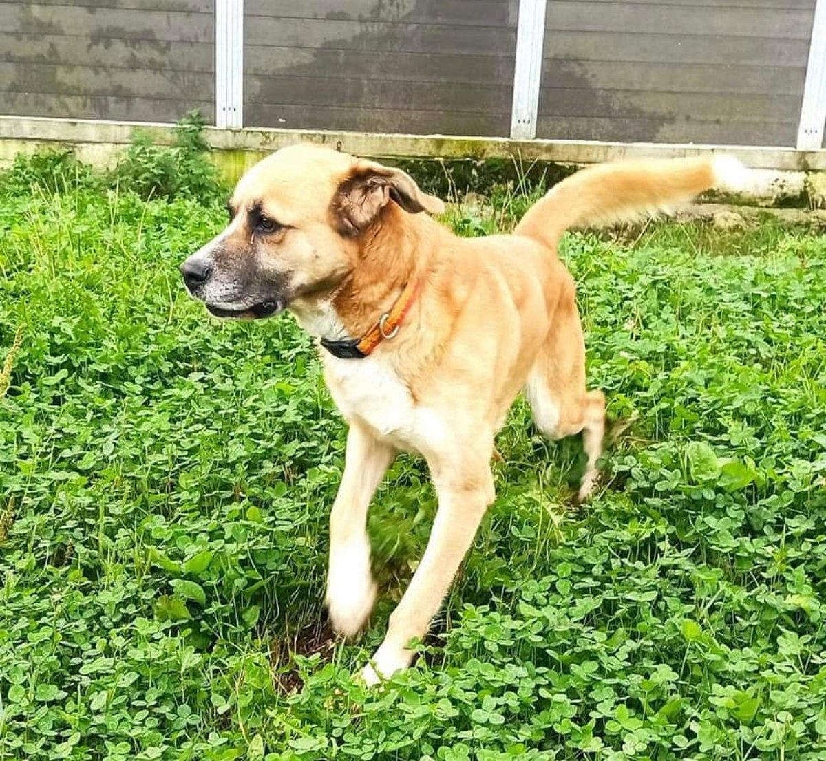 AppAdoptMe's tweet photo. Toñi es una perrita, buena, cariñosa y juguetona. Tiene unos 4 añitos.
Se encuentra en @protectorapatas
Te gustaría darle un hogar? Comparte y difunde!
#AppAdoptMe #AdoptMe #adopcionresponsable #adopta #dog #adoptar #app https://t.co/vKeNsfpsn3