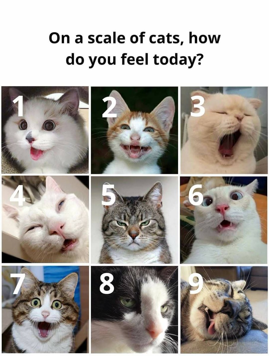 Captain Major Sammy How You All Feeling Today On A Scale Of Cats I Am Ayt A 5