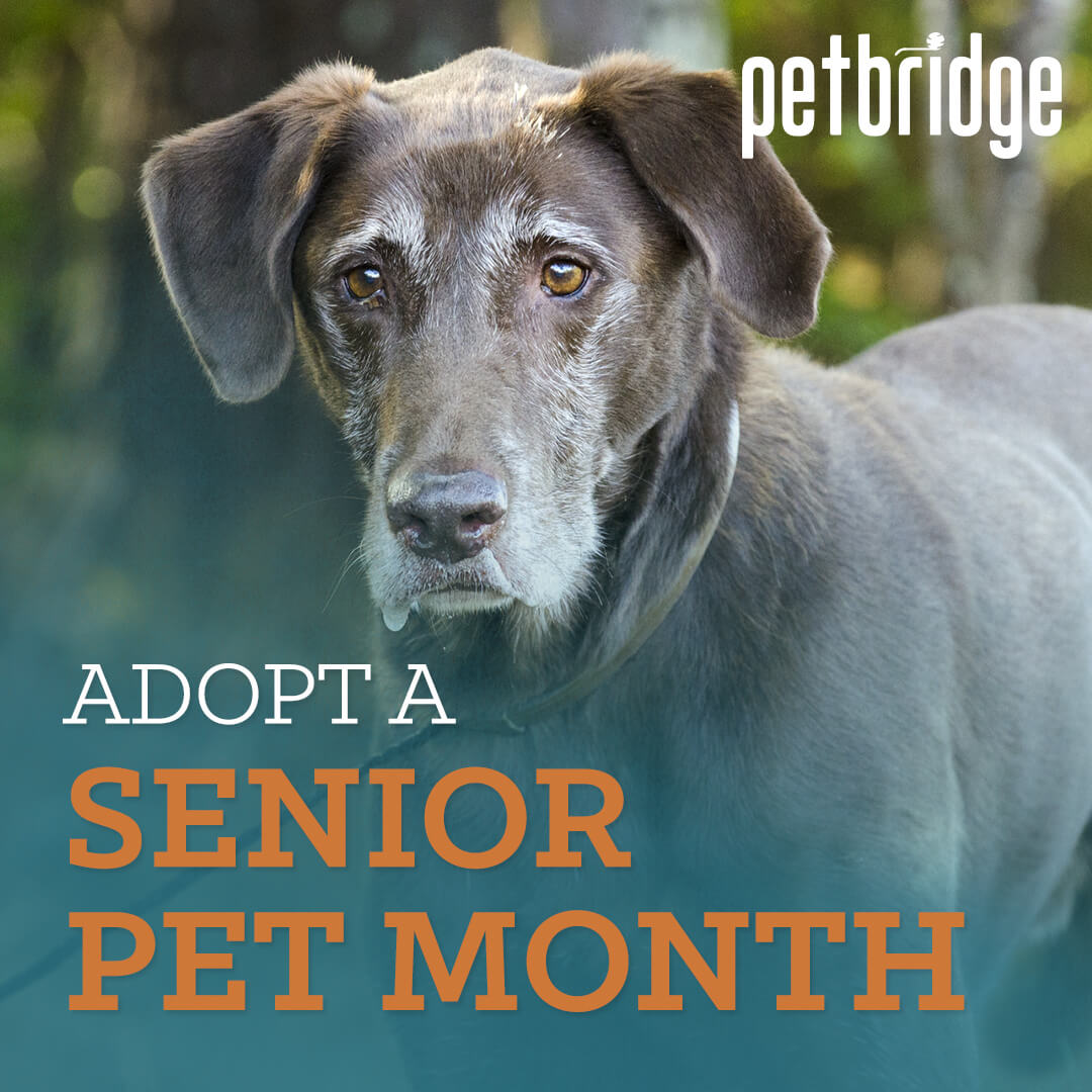 PwrdByPetBridge's tweet photo. November is dedicated to adopting senior pets. Senior pets make great companions as they don’t require constant monitoring and training. Check out your local shelter to see what senior pets are up for adoption and help them find a loving home! 🐾💛 https://t.co/0V0JjFHUgk