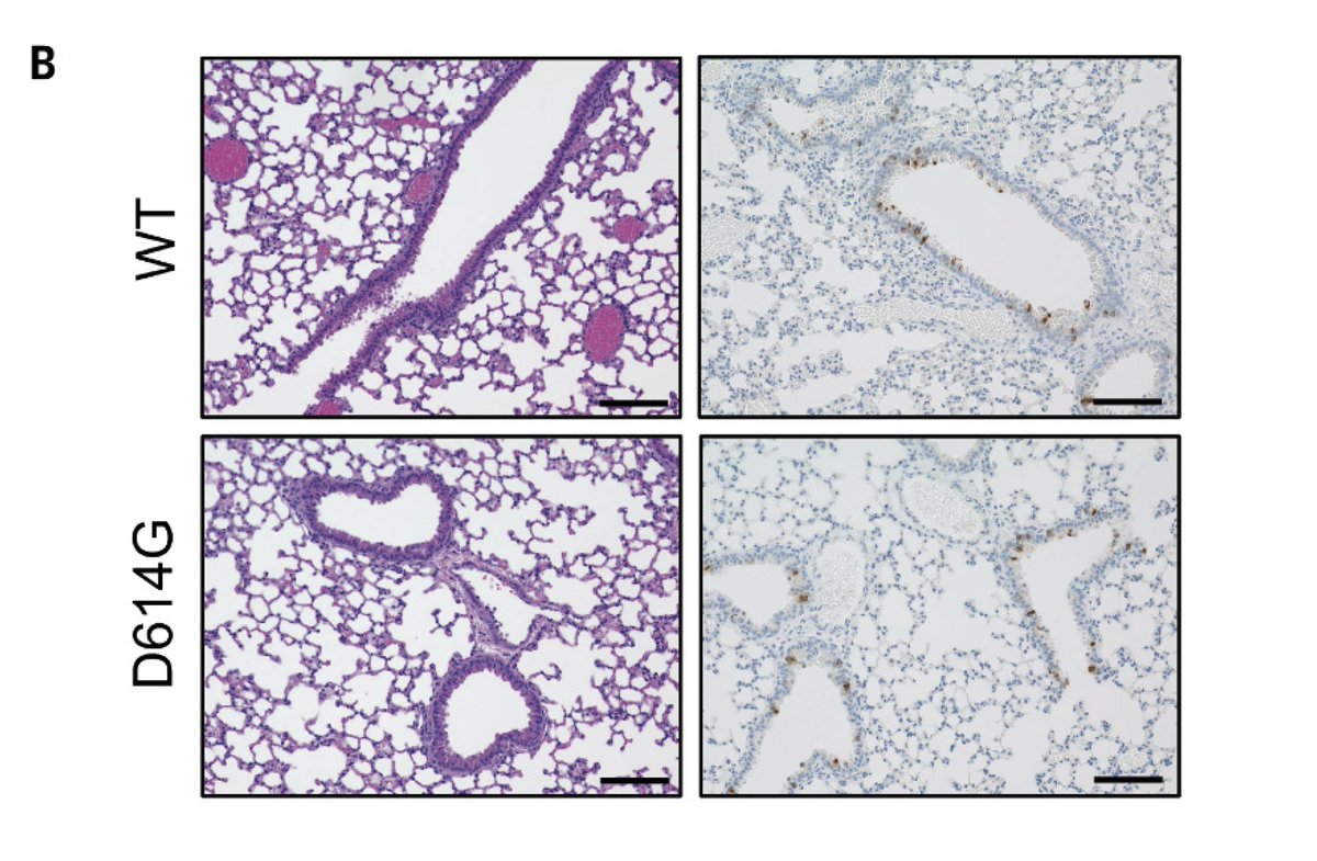 ScienceMagazine's tweet photo. The current dominant variant of #SARSCoV2, containing a D614G substitution in the spike protein, appears to have evolved to enhance transmissibility, according to a new study in human cells and animal models by @Baric_Lab and colleagues. https://t.co/DoBvxQzIUs https://t.co/5W709z45ME
