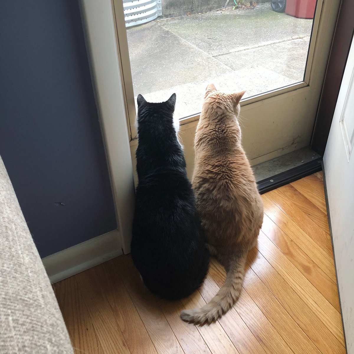wmuhfm's tweet photo. eagerly awaiting donations like...

#mulementum2020 ends tonight at 1:36 AM!! be sure to support the only stations that matters ❤️ https://t.co/kPGFxDzPjP