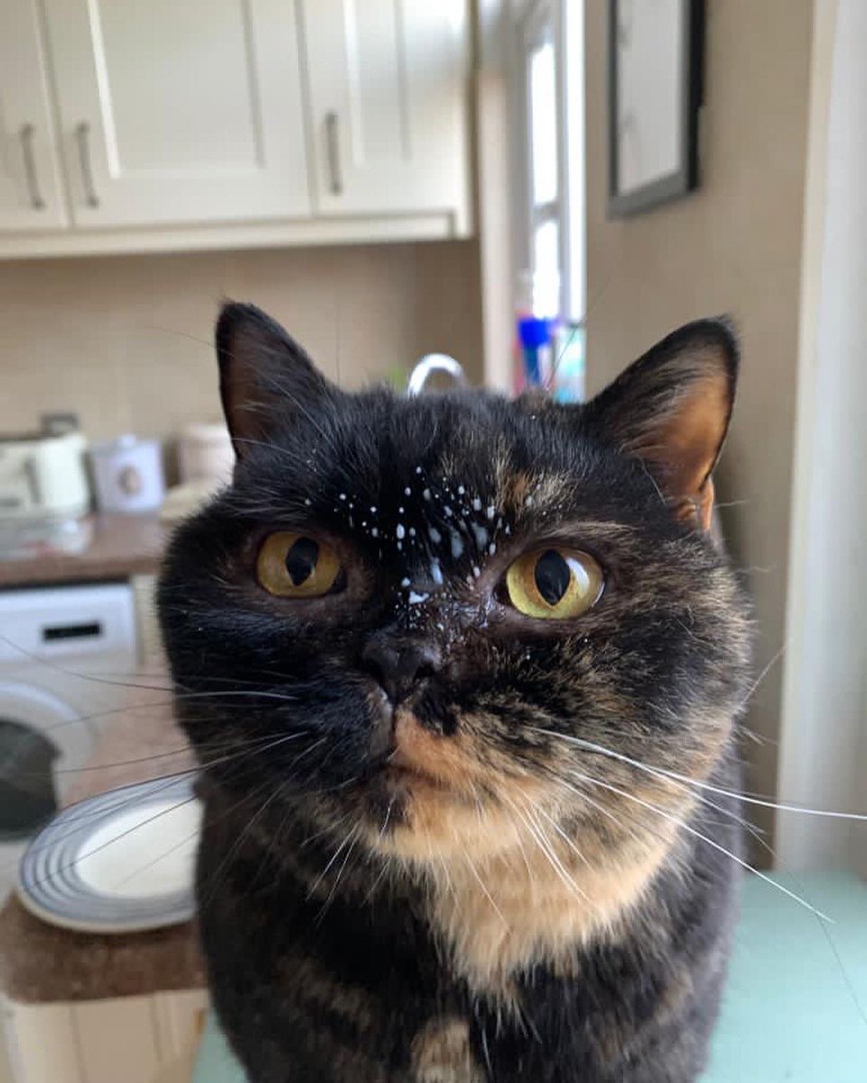 lucybishop2012's tweet photo. I’ll give you two guesses who stole the milk from the dregs of the kids’ cereal bowls this morning! 😂
#milkface #cat #pickle #picklelily #britishshorthair #naughtycat https://t.co/E82sZelH1S