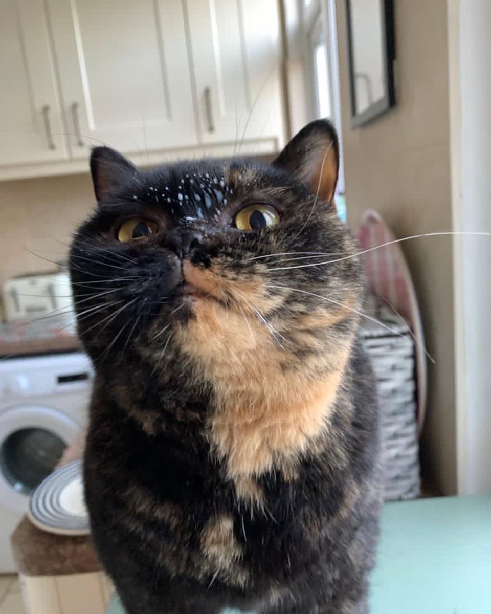 lucybishop2012's tweet photo. I’ll give you two guesses who stole the milk from the dregs of the kids’ cereal bowls this morning! 😂
#milkface #cat #pickle #picklelily #britishshorthair #naughtycat https://t.co/E82sZelH1S