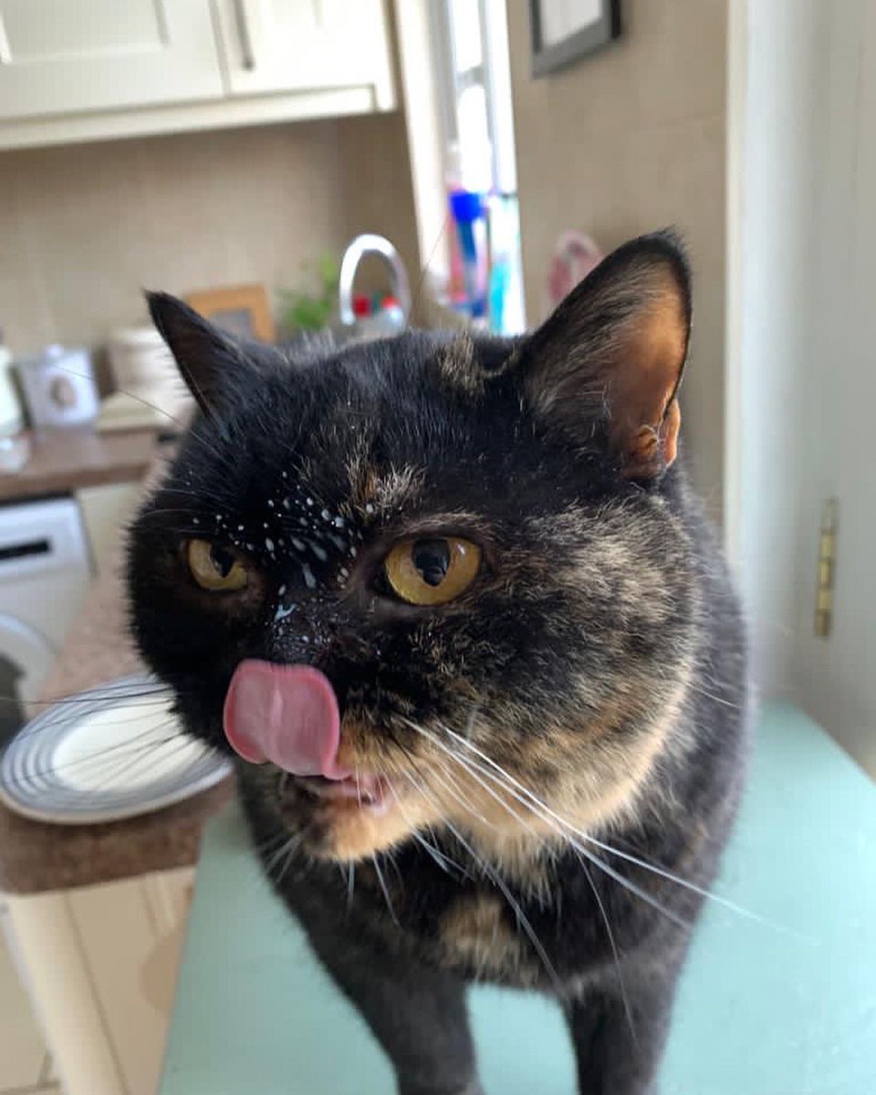 lucybishop2012's tweet photo. I’ll give you two guesses who stole the milk from the dregs of the kids’ cereal bowls this morning! 😂
#milkface #cat #pickle #picklelily #britishshorthair #naughtycat https://t.co/E82sZelH1S