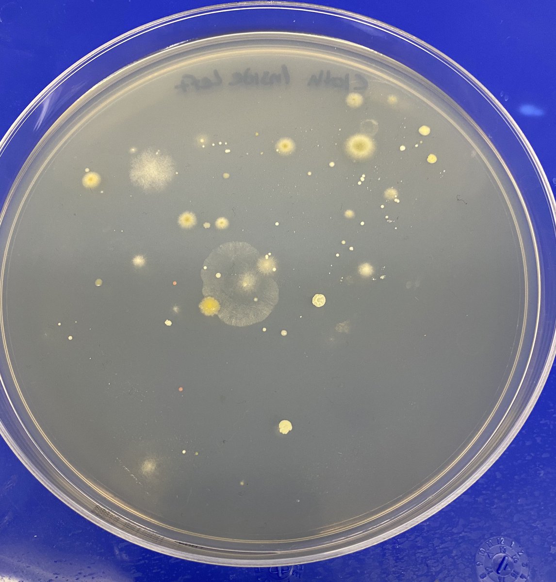 Inside and Outside of kids cloth mask worn all day at school.Plated on PDA with no selection.Central planning and it’s effect on evolution and anti-fragility?If 7B people all wear 300um filters that collect microbes, the human microbiome will change. Is this Good or bad?