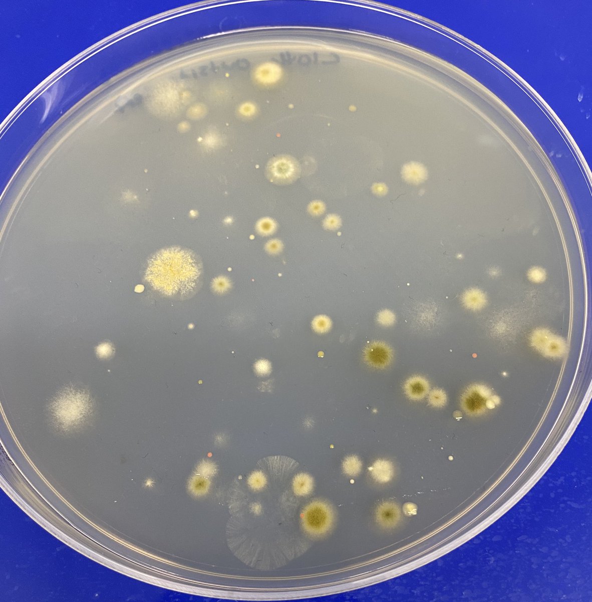 Inside and Outside of kids cloth mask worn all day at school.Plated on PDA with no selection.Central planning and it’s effect on evolution and anti-fragility?If 7B people all wear 300um filters that collect microbes, the human microbiome will change. Is this Good or bad?
