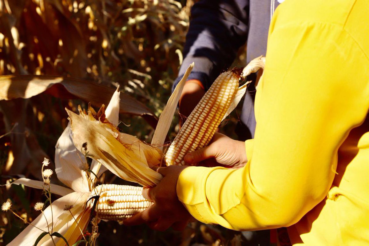 ErikaBrionesMX's tweet photo. Este día estuvimos presentes en la Recolección de la Cosecha de Semilla 🌽 mejorada, la cual distribuimos hace unos meses. Me alegra saber que con esto la producción aumenta en un 200% aproximadamente y que además ya es utilizada por el 95% de los agricultores de Rosario. https://t.co/xaKAYoaTA6