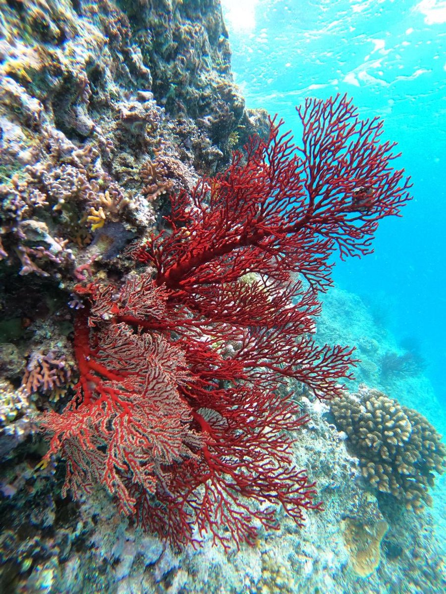 Buenos Viajes tweet media