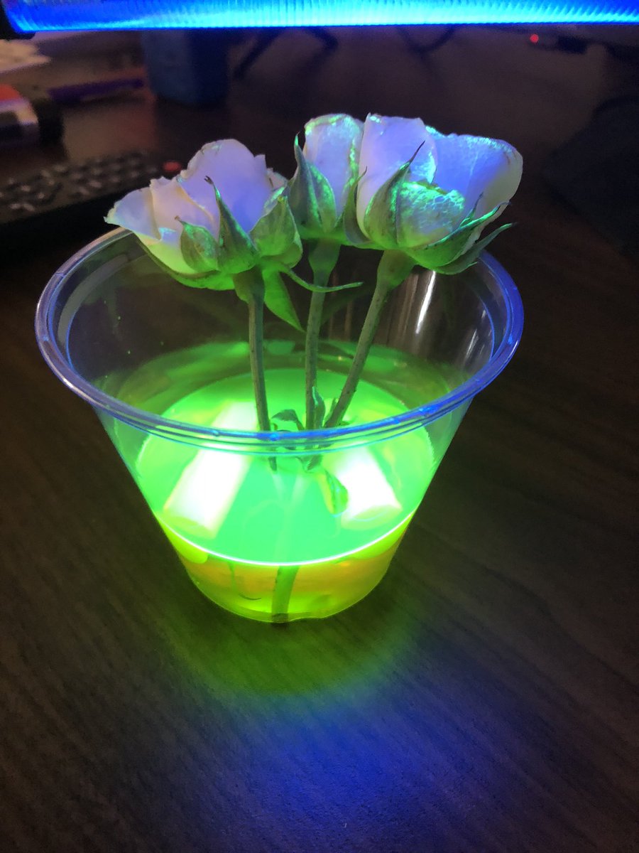 PamRountree's tweet image. Glow in the dark vascular lab.... so cool!!! The kids loved seeing how  plants use their tubes to absorb the highlighter ink! @cobbscience #cobbscience #scienceisfun #Rountree5th