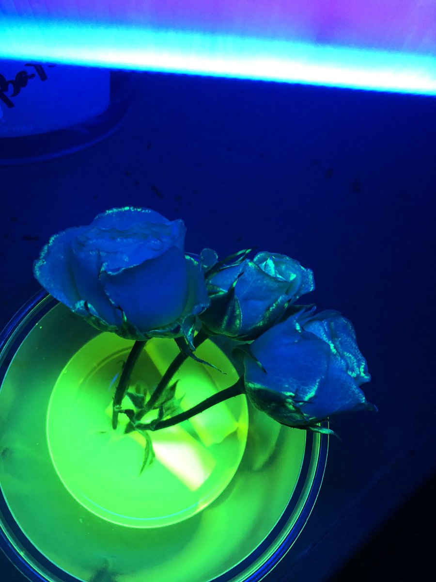 PamRountree's tweet image. Glow in the dark vascular lab.... so cool!!! The kids loved seeing how  plants use their tubes to absorb the highlighter ink! @cobbscience #cobbscience #scienceisfun #Rountree5th
