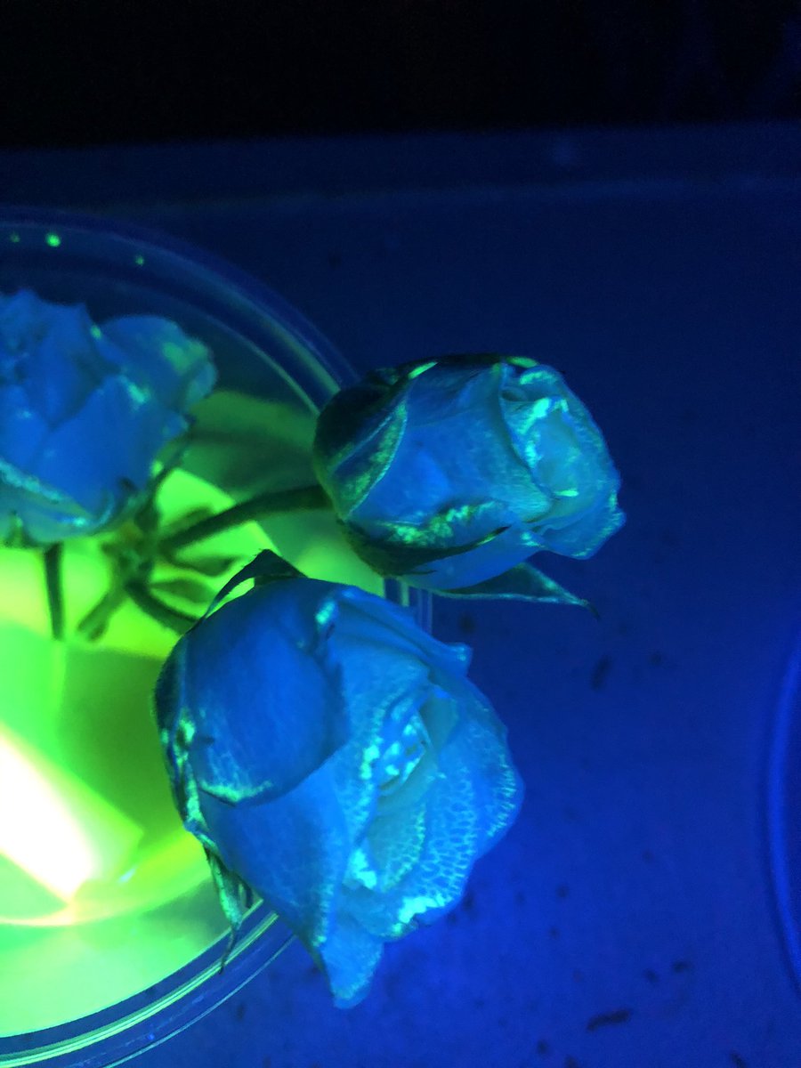 PamRountree's tweet image. Glow in the dark vascular lab.... so cool!!! The kids loved seeing how  plants use their tubes to absorb the highlighter ink! @cobbscience #cobbscience #scienceisfun #Rountree5th
