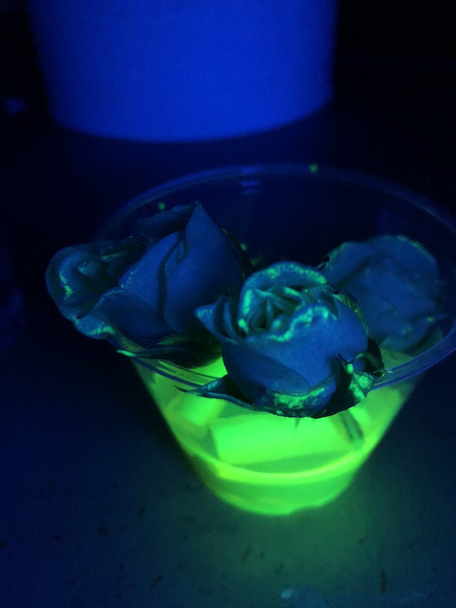 PamRountree's tweet image. Glow in the dark vascular lab.... so cool!!! The kids loved seeing how  plants use their tubes to absorb the highlighter ink! @cobbscience #cobbscience #scienceisfun #Rountree5th