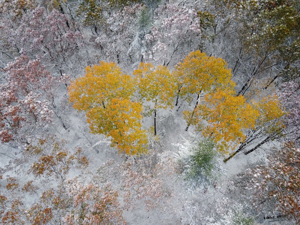 Boxborough Conservation Trust tweet media