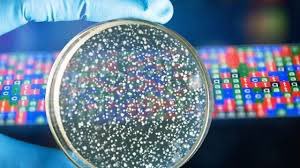 This is just the tip of the iceberg.Most microbes (~95%) we don’t know how to culture so only ~5% of the diversity shows up on PDA.In many ways Culture is just performance art or microbiome tarot cards.The cool kids sequence. https://cmr.asm.org/content/28/1/237