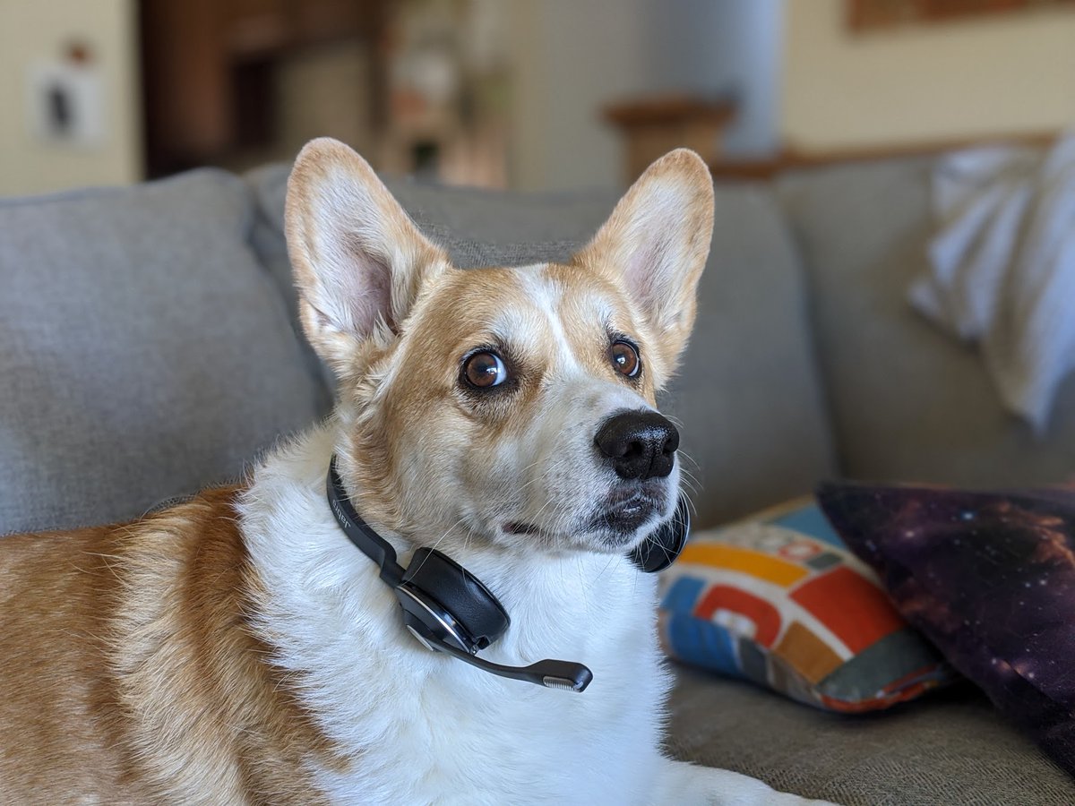 Im a working dog. 
#Corgi #workingfromhome