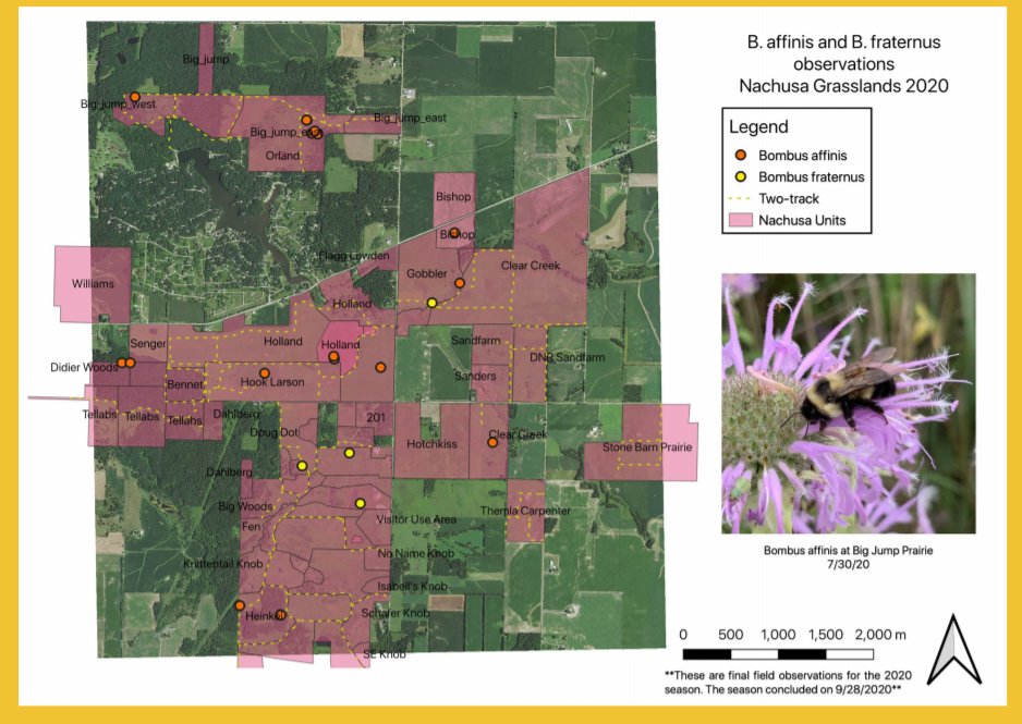 Sean Griffin (@larval_yeti) on Twitter photo The endangered Rusty Patch Bumble bee (B. affinis) is spread across the entire 4,000 acre prairie preserve <a href="/Nachusa/">Nachusa Grasslands</a>
Check out <a href="/chan_but_bees/">Chan 🐝</a> talk on rare bumble bees:
cdmcd.co/kpjv78
#EntSoc2020 <a href="/Nature_IL/">TNC in Illinois</a> The endangered Rusty Patch Bumble bee (B. affinis) is spread across the entire 4,000 acre prairie preserve <a href="/Nachusa/">Nachusa Grasslands</a>
Check out <a href="/chan_but_bees/">Chan 🐝</a> talk on rare bumble bees:
cdmcd.co/kpjv78
#EntSoc2020 <a href="/Nature_IL/">TNC in Illinois</a>