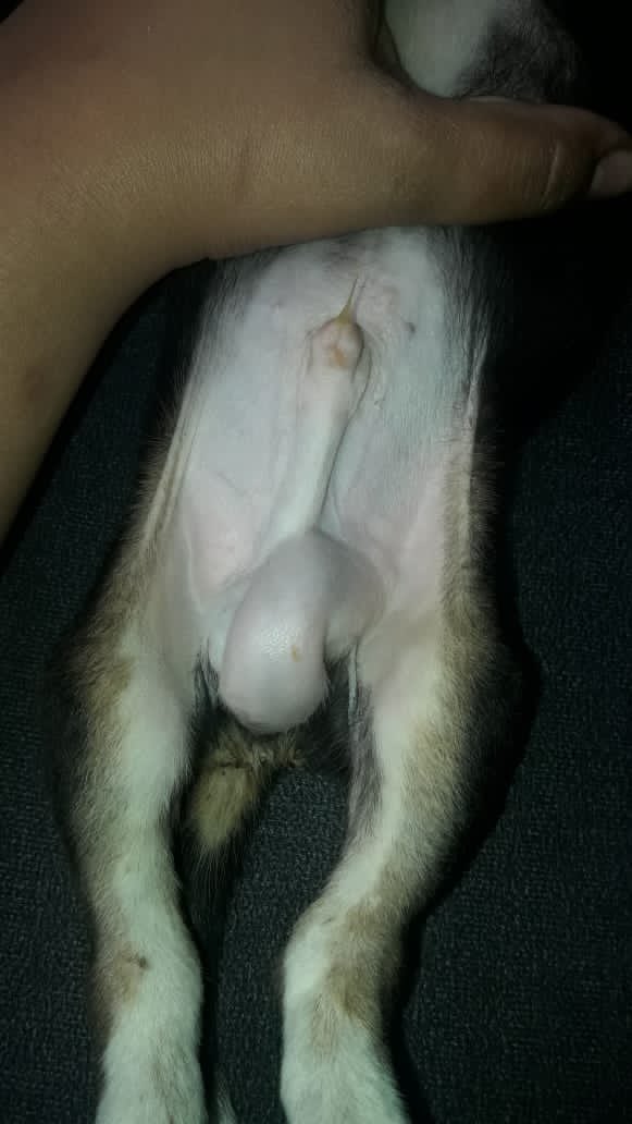 luccoria's tweet photo. 🙏🏻Préstenme atención 🙏🏻
El es Coco! lo encontramos en la calle hace unos días. Nos dijeron que tenía una hernia y su operación nos sale $13500 o se nos muere 😔 Me ayudas donando o dándole RT? https://t.co/H05NpUmRAv