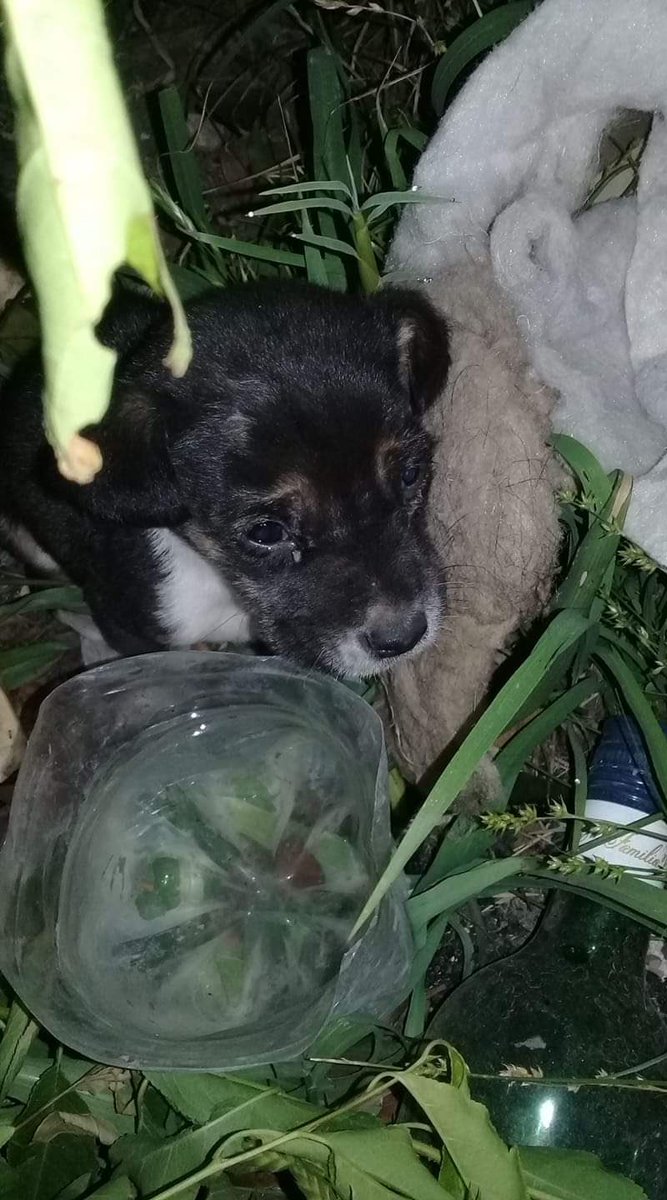 luccoria's tweet photo. 🙏🏻Préstenme atención 🙏🏻
El es Coco! lo encontramos en la calle hace unos días. Nos dijeron que tenía una hernia y su operación nos sale $13500 o se nos muere 😔 Me ayudas donando o dándole RT? https://t.co/H05NpUmRAv