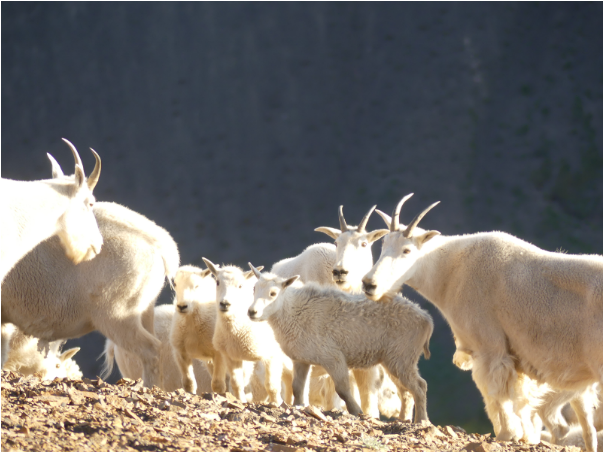 Chilcotinholi's tweet photo. How do mountain goats get the nutrients they need? From Castle Peak's rocks. Read Lisa's story about how the goats have shaped Castle Peak here: https://t.co/FXxokScIrD #chilcotinholidays #wildernessstewardshipfoundation #nature #mountaingoats #castlepeak #volcano #conservation https://t.co/W8BwUG5txb